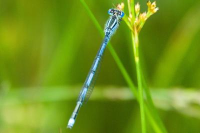 Agrion de Vander Linden