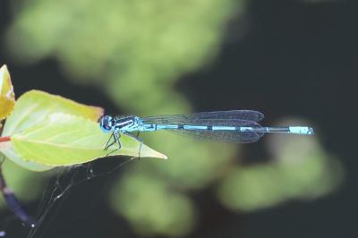 Agrion jouvencelle