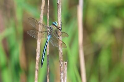 Anax empereur 