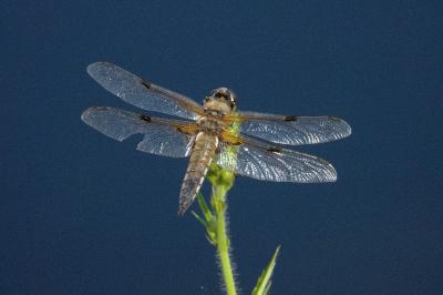 Libellule quadrimaculée 