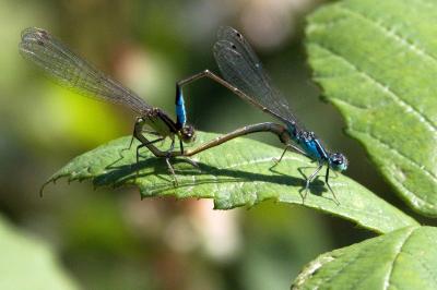 Agrion élégant