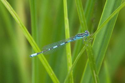 Agrion mignon 