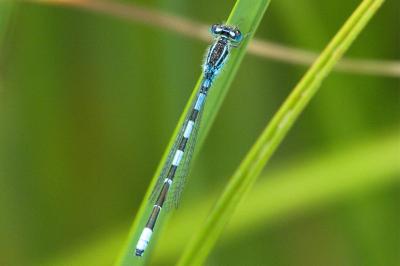 Agrion mignon 
