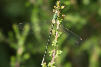 Lestes virens
