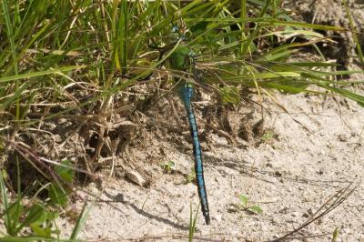Anax empereur 