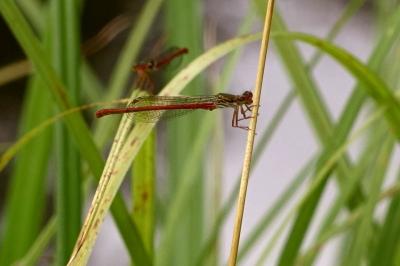 Agrion délicat