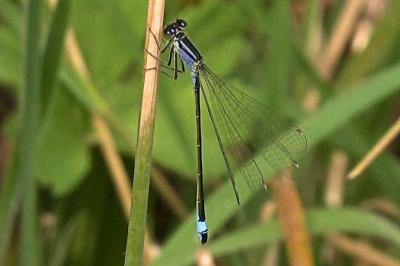 Agrion élégant