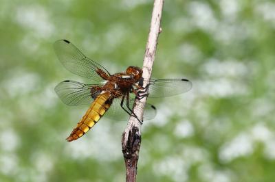 Libellule déprimée 