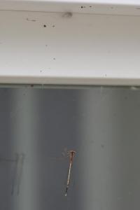 Agrion à larges pattes