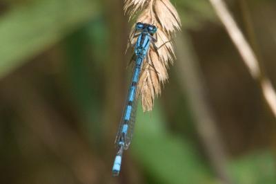 Agrion porte-coupe