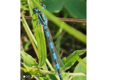 Agrion de Mercure