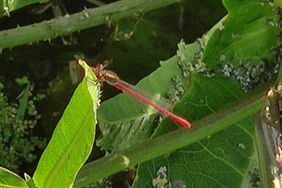 Agrion délicat