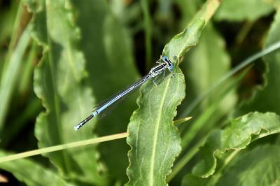Agrion à larges pattes