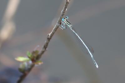 Agrion à larges pattes