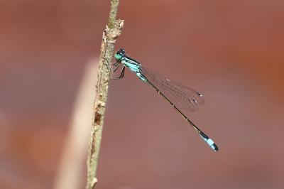 Agrion élégant