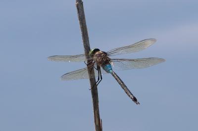 Anax napolitain 