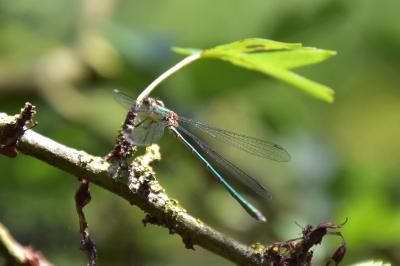 Leste vert