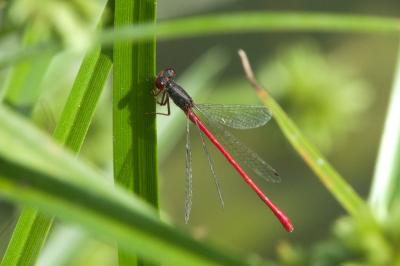 Agrion délicat