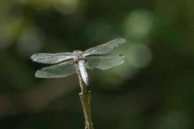 Libellule fauve 