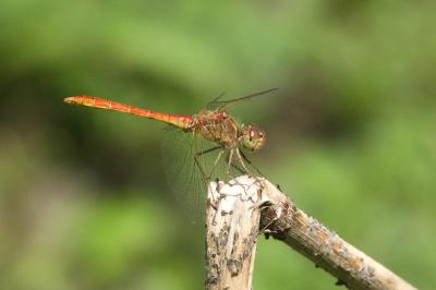 Sympetrum meridionale