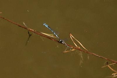 Agrion de Vander Linden