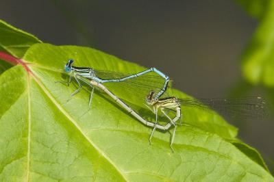 Agrion à larges pattes