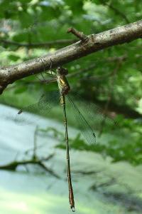 Leste vert