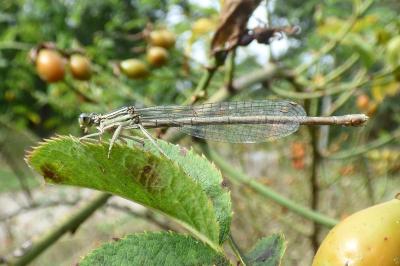 Agrion à larges pattes
