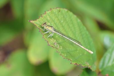 Agrion à larges pattes