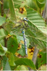 Aeschne bleue 