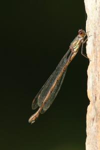 Leste vert