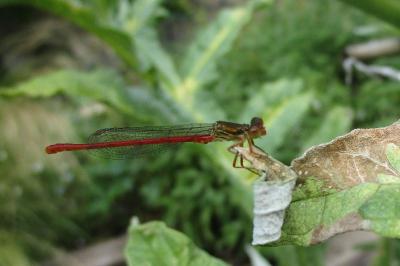 Agrion délicat
