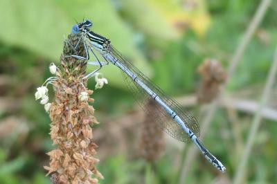 Agrion à larges pattes