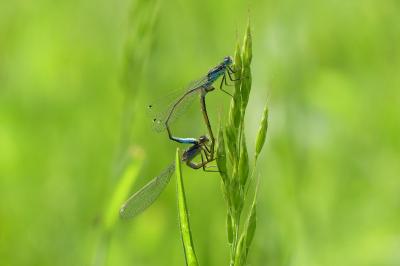 Agrion élégant