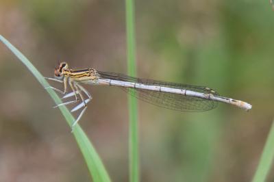 Agrion à larges pattes