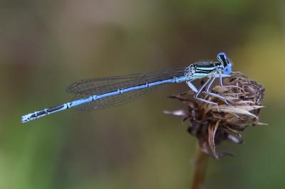 Agrion à larges pattes