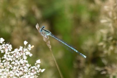 Agrion à larges pattes