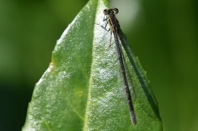 Agrion élégant