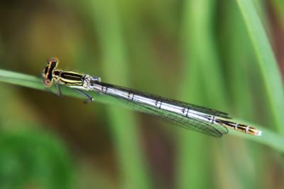 Agrion à larges pattes