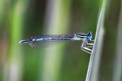Agrion à larges pattes