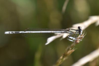 Agrion à larges pattes