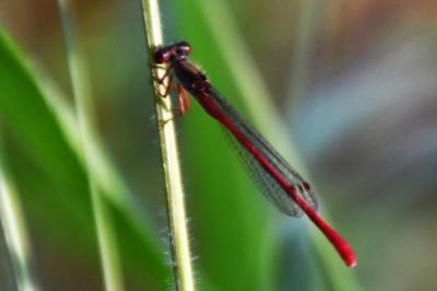 Agrion délicat