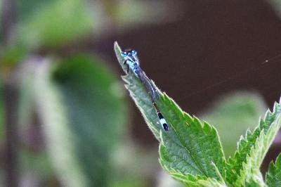 Agrion élégant