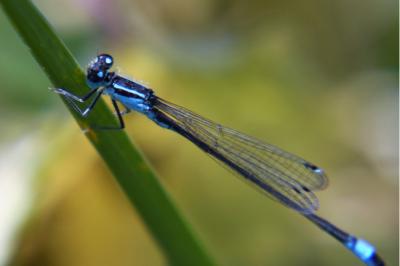 Agrion élégant