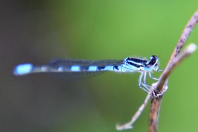 Agrion mignon 