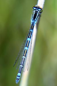 Agrion mignon 