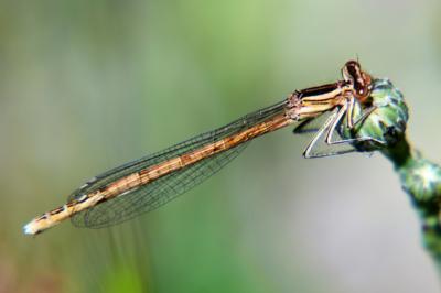 Agrion orangé
