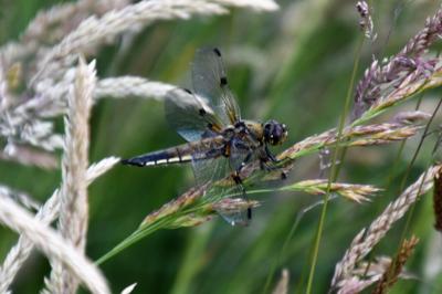 Libellule quadrimaculée 