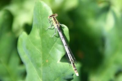 Agrion à larges pattes