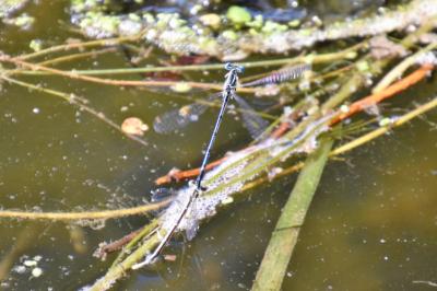 Agrion à larges pattes